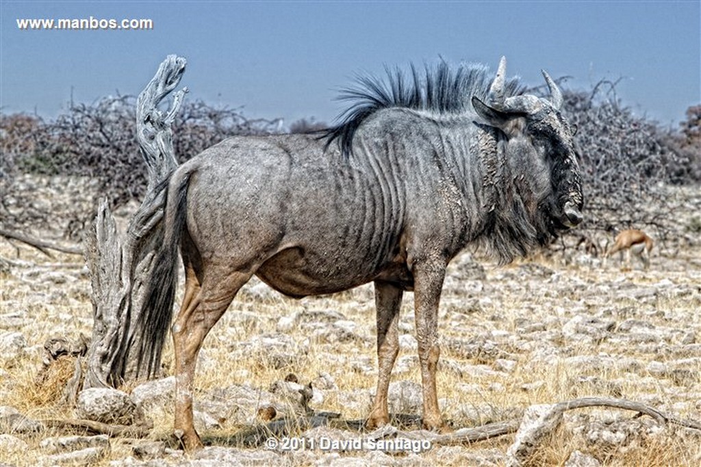 Namibia
Namibia Cebra Equus Burchelli 
Namibia