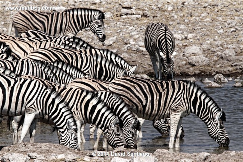 Namibia
Namibia Cebra Equus Burchelli 
Namibia