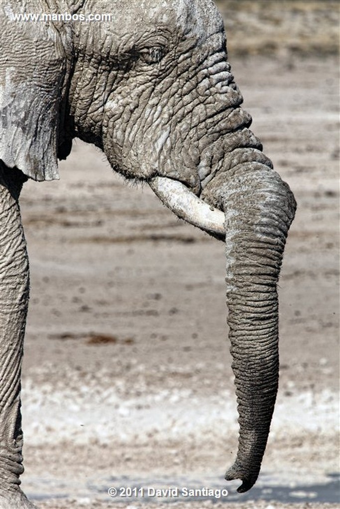 Botswana
Botswana Elefante  african Elephant  loxodonta Africana 
Botswana