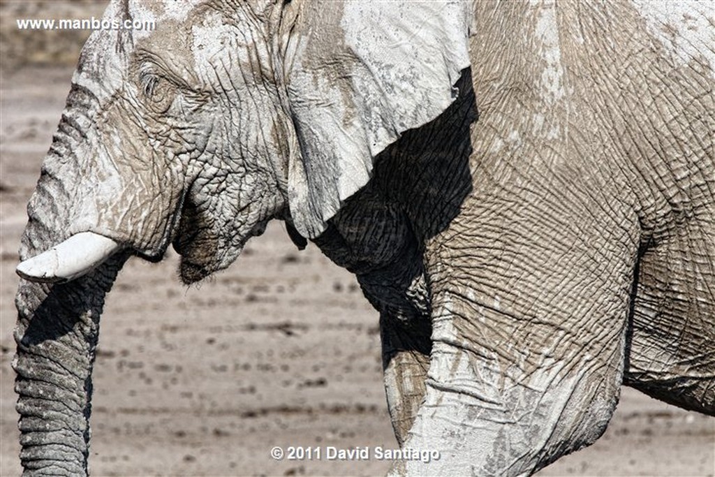 Namibia
Namibia Elefante  african Elephant  loxodonta Africana 
Namibia