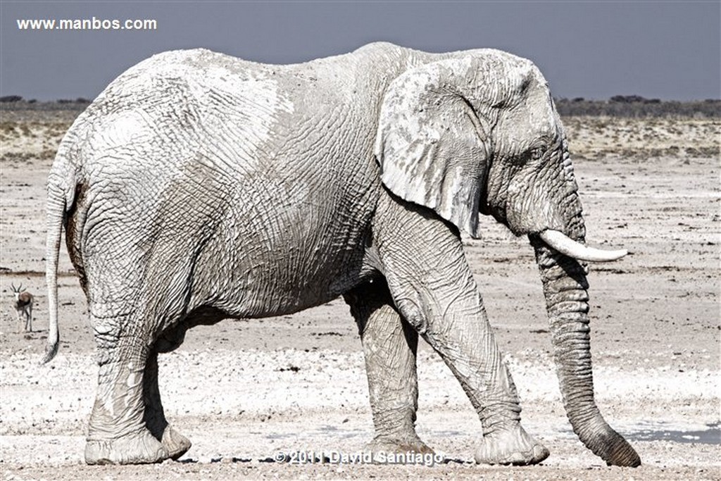 Namibia
Namibia Jirafa  giraffa Camelopardalis 
Namibia