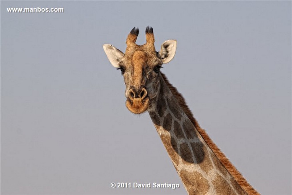 Namibia
Namibia Jirafa  giraffa Camelopardalis 
Namibia