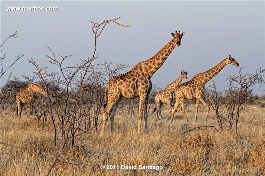 Namibia
Namibia Jirafa  giraffa Camelopardalis 
Namibia