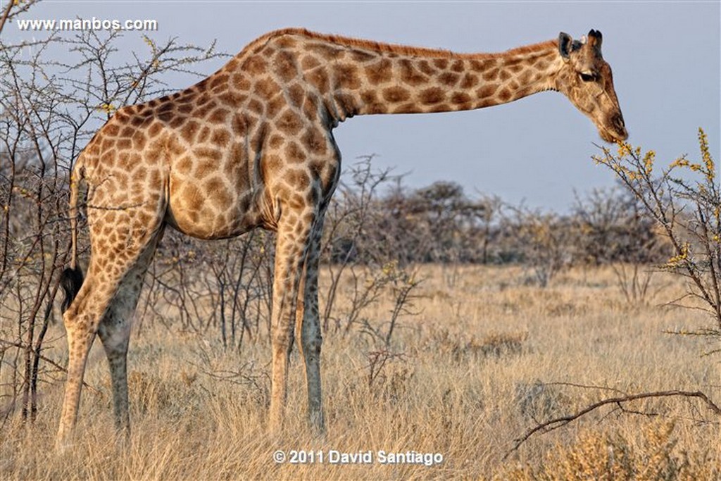 Namibia
Namibia Jirafa  giraffa Camelopardalis 
Namibia