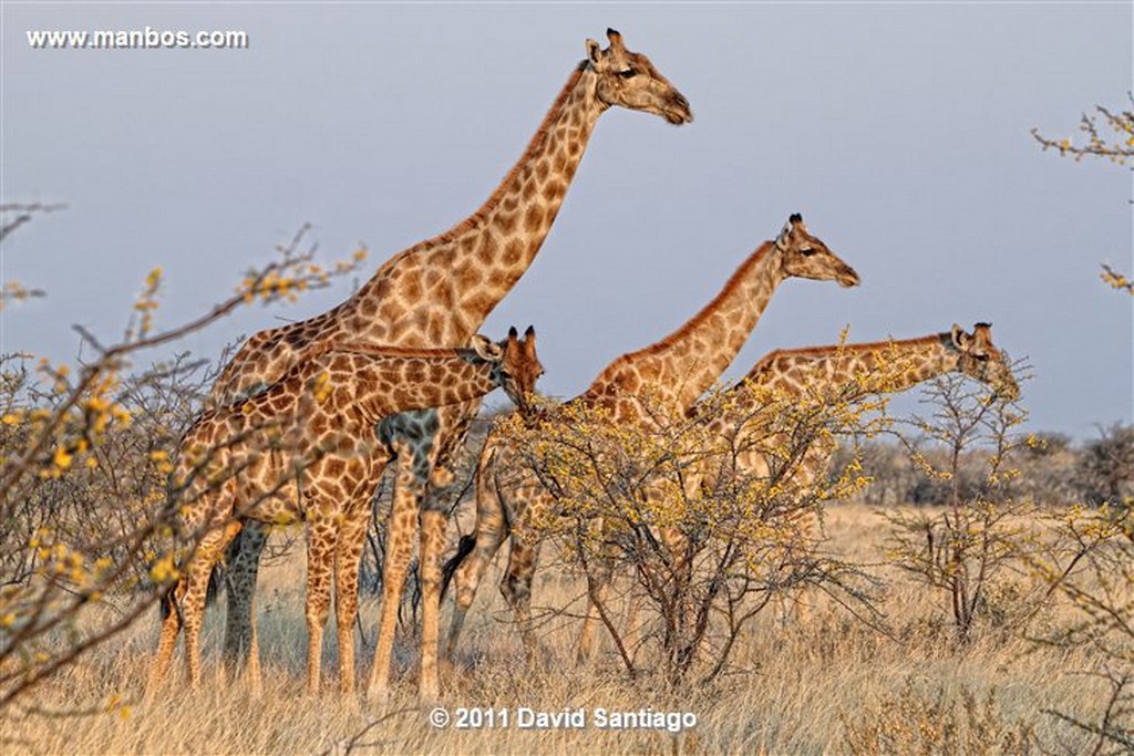 Namibia
Namibia Avutarda Kori Ardeotis Kori 
Namibia