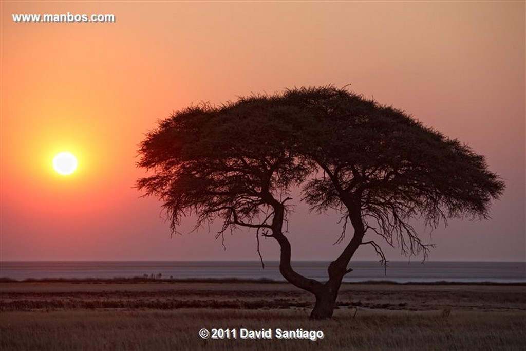 Namibia
Namibia Acacia Al Atardecer 
Namibia