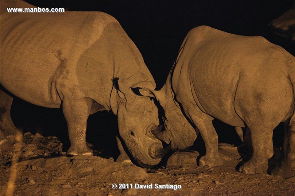 Namibia
Namibia Rinoceronte Blanco  cerathotherium Simum 
Namibia