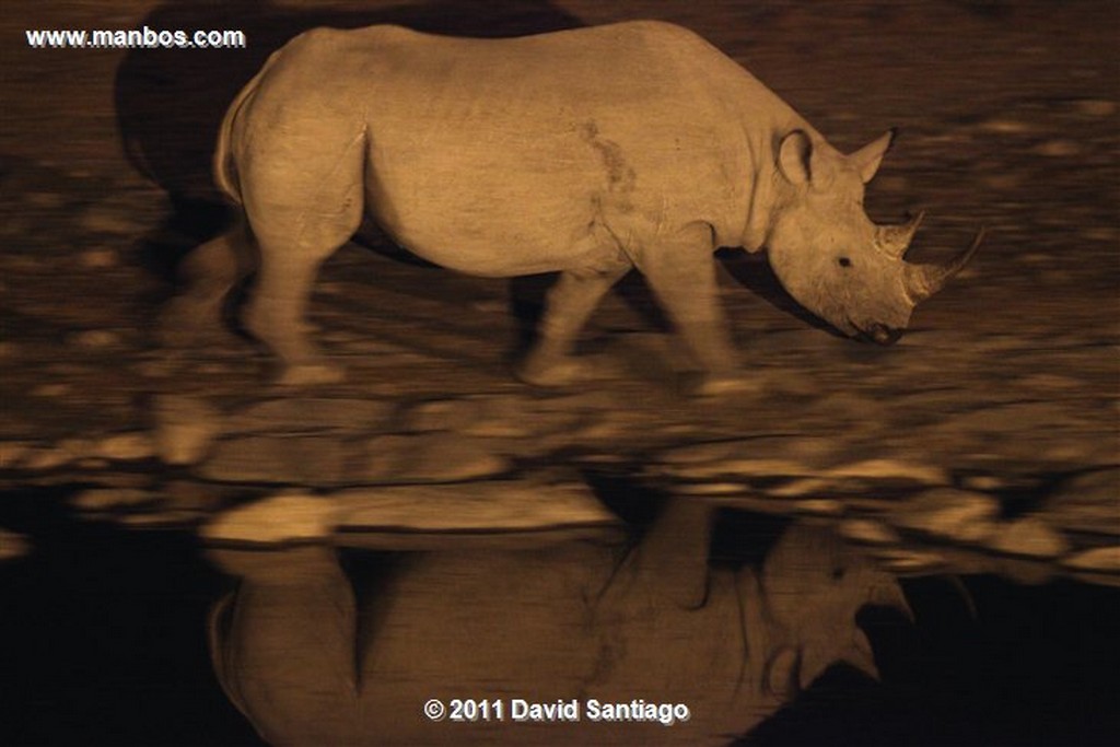 Namibia
Namibia Rinoceronte Blanco  cerathotherium Simum 
Namibia