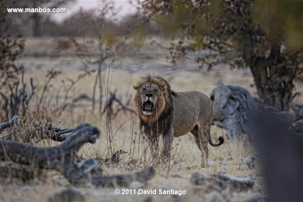 Namibia
Namibia Leon  lion  panthera Leo 
Namibia