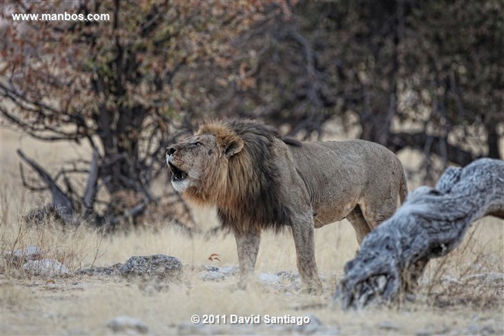 Namibia
Namibia Leon  lion  panthera Leo 
Namibia