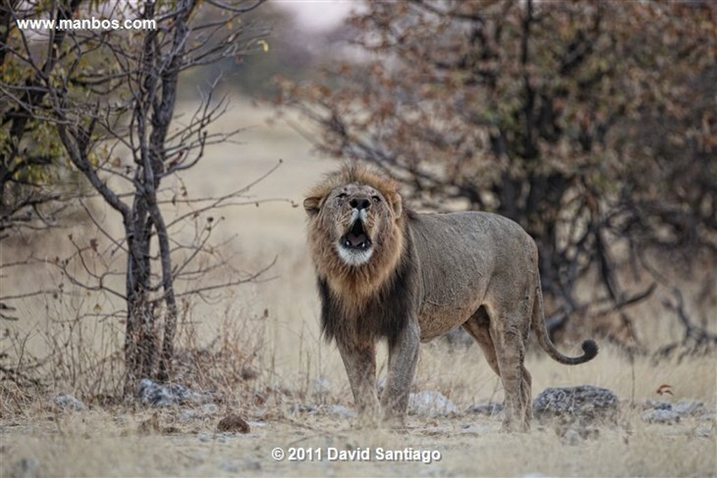 Namibia
Namibia Leon  lion  panthera Leo 
Namibia