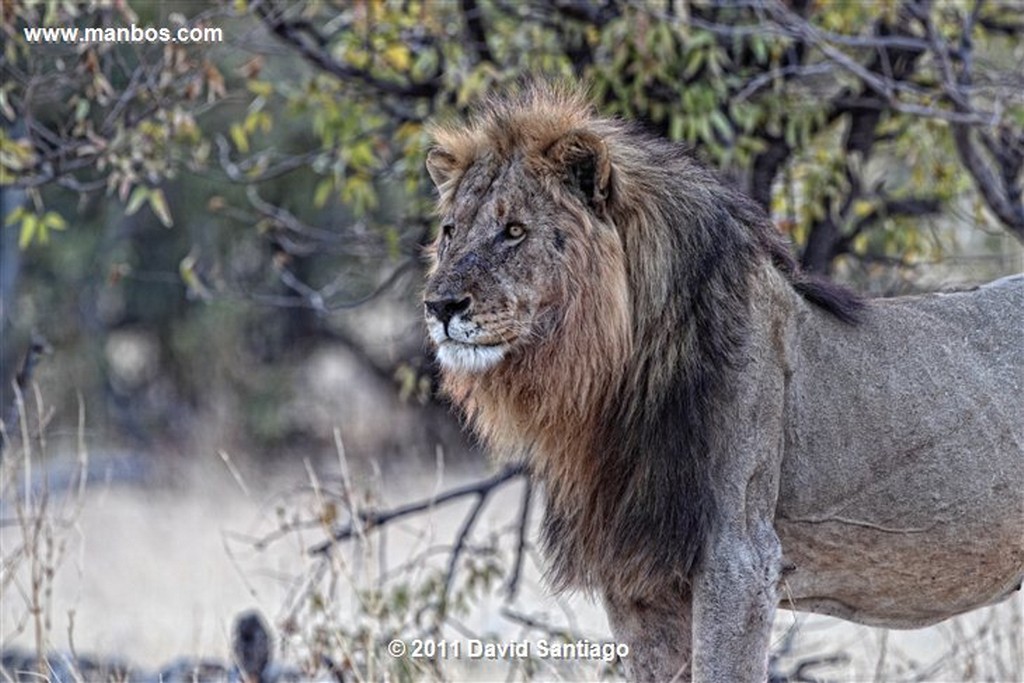 Namibia
Namibia Leon  lion  panthera Leo 
Namibia