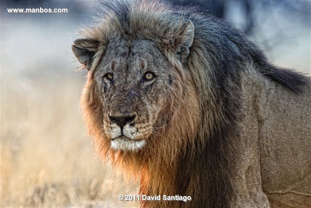 Namibia
Namibia Leon  lion  panthera Leo 
Namibia