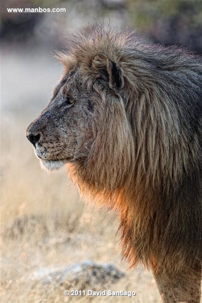 Namibia
Namibia Leon  lion  panthera Leo 
Namibia