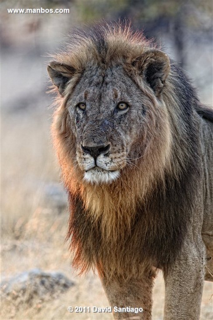 Namibia
Namibia Leon  lion  panthera Leo 
Namibia