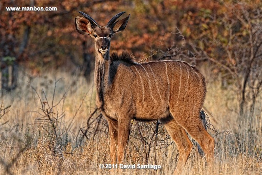 Namibia
Namibia Impala  aepyceros Melampus 
Namibia