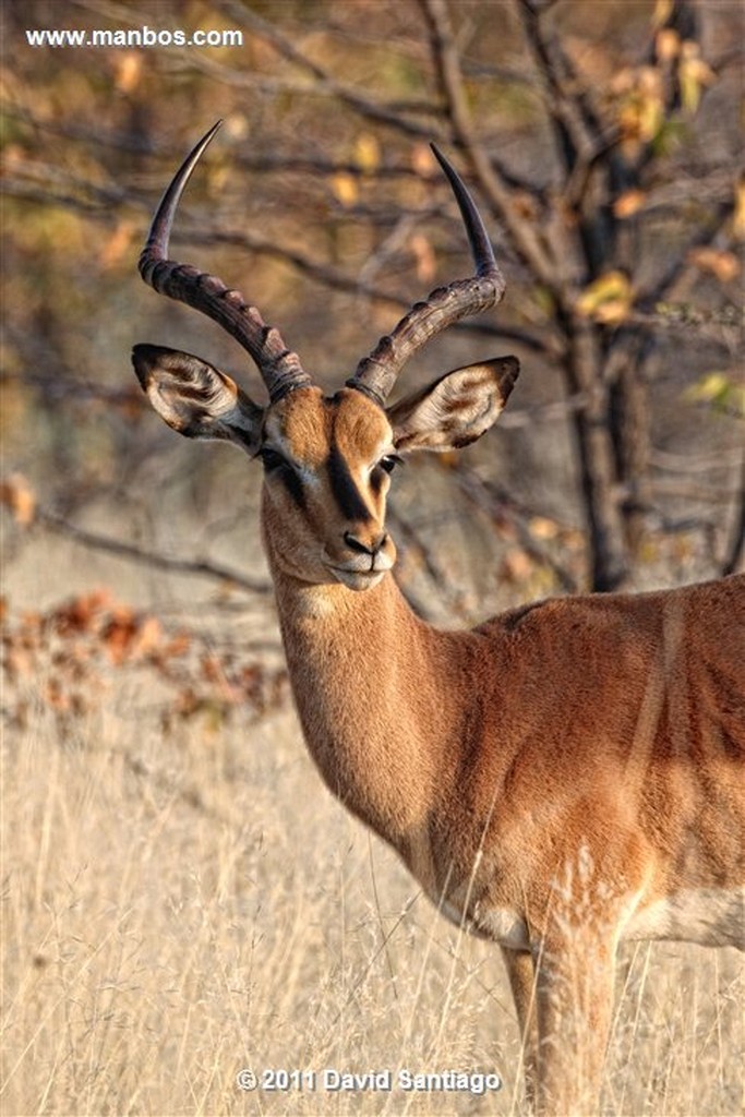 Namibia
Namibia Melierax Canorus 
Namibia