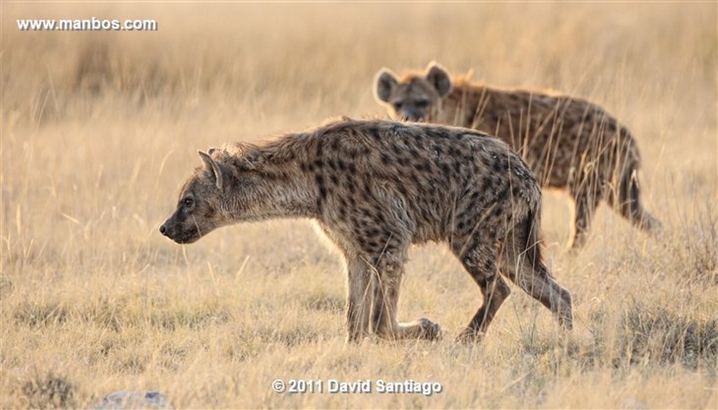 Namibia
Namibia Antidorcas Marsupialis Gacela Saltarina 
Namibia