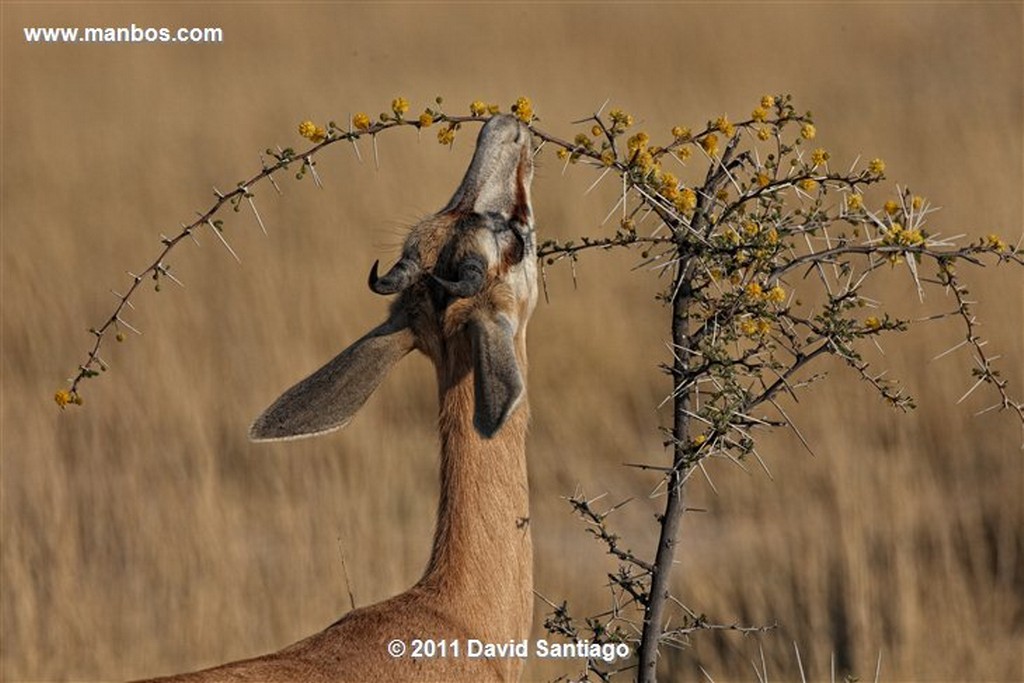 Namibia
Namibia Melierax Canorus 
Namibia