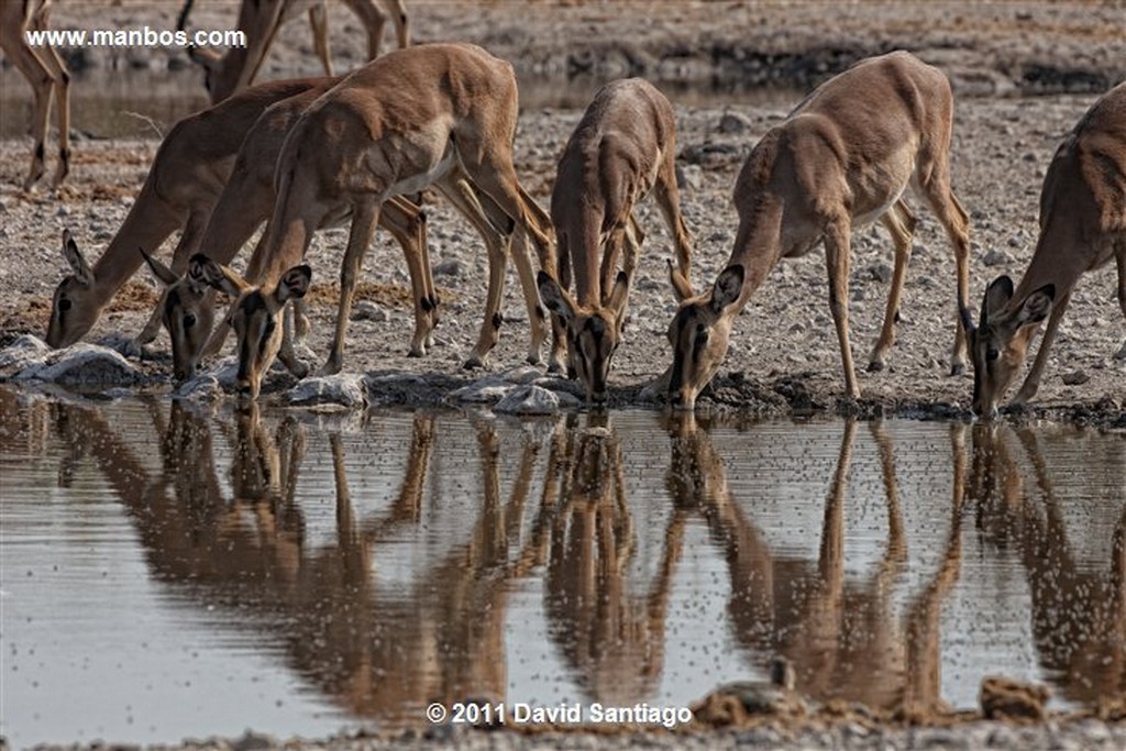 Namibia
Namibia Impala  aepyceros Melampus 
Namibia