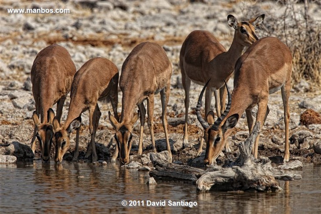 Namibia
Namibia Cebra Equus Burchelli 
Namibia