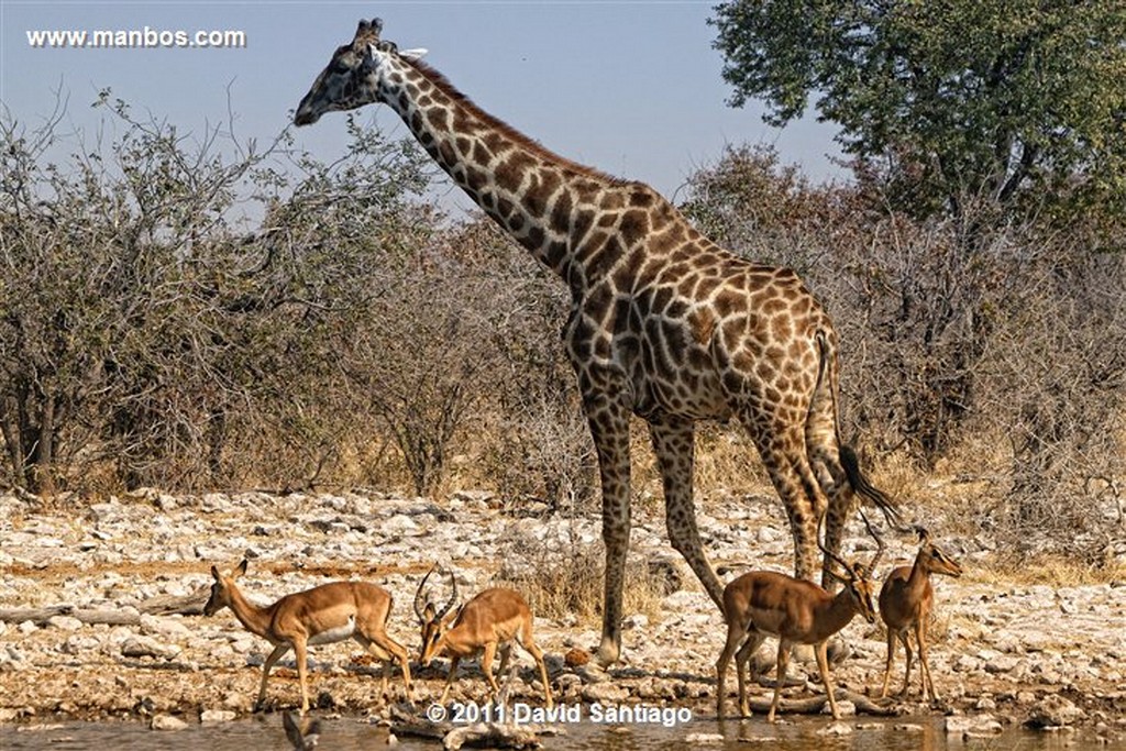 Namibia
Namibia Cebra Equus Burchelli 
Namibia