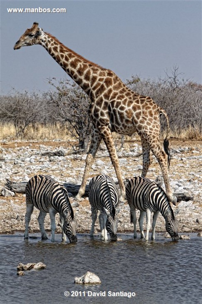 Namibia
Namibia Cebra Equus Burchelli 
Namibia