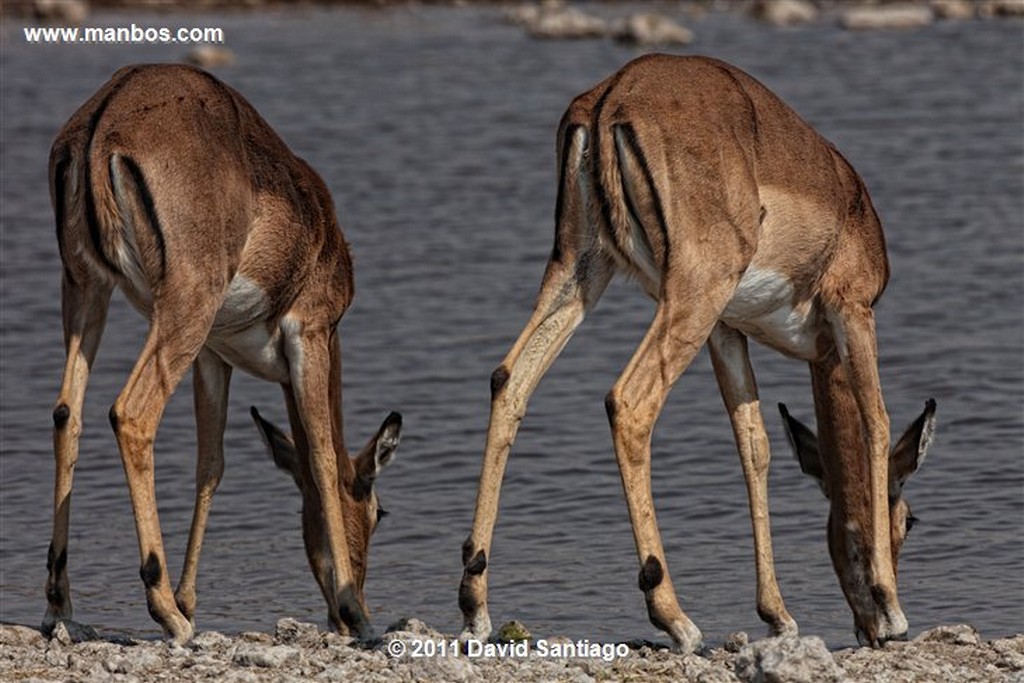 Namibia
Namibia Gran Kudu Tragelaphus Strepsiceros 
Namibia