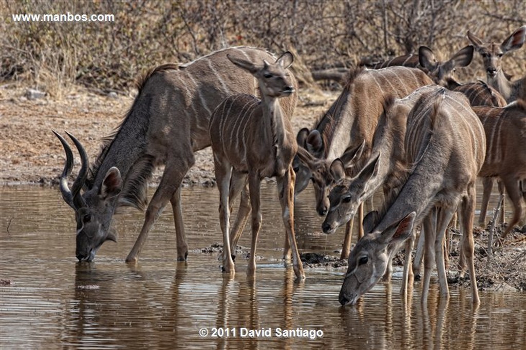 Namibia
Namibia Cebra Equus Burchelli 
Namibia