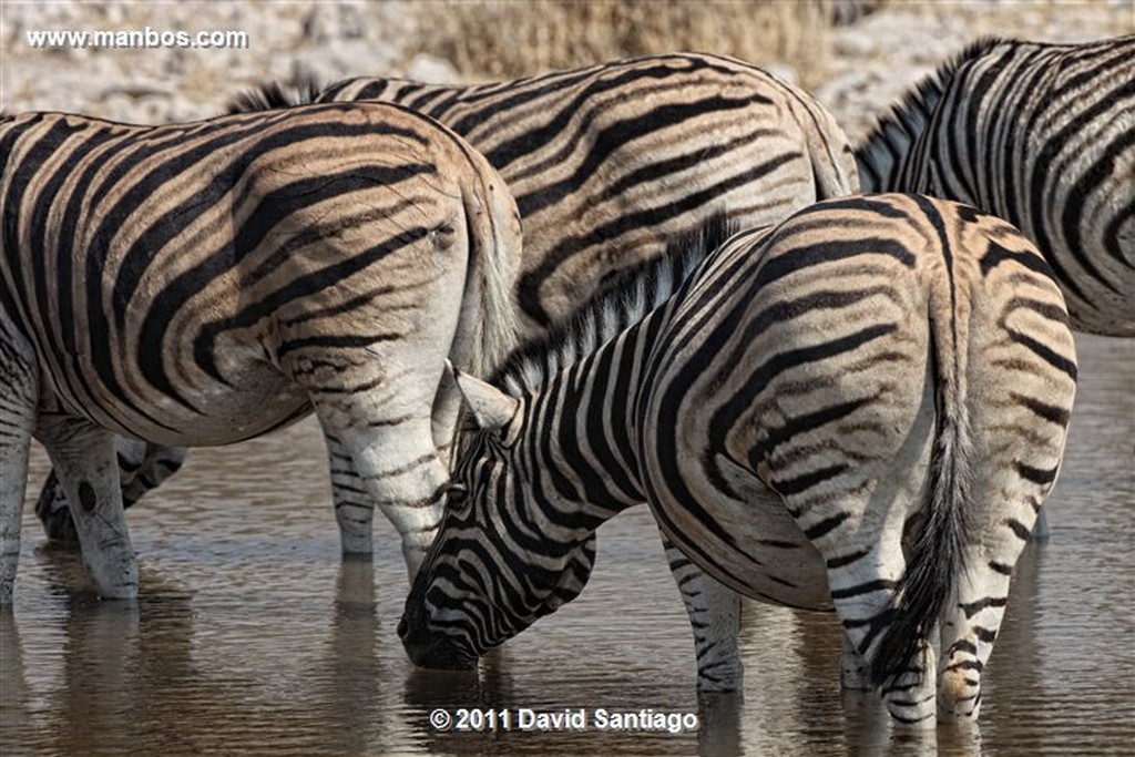 Namibia
Namibia Cebra Equus Burchelli 
Namibia