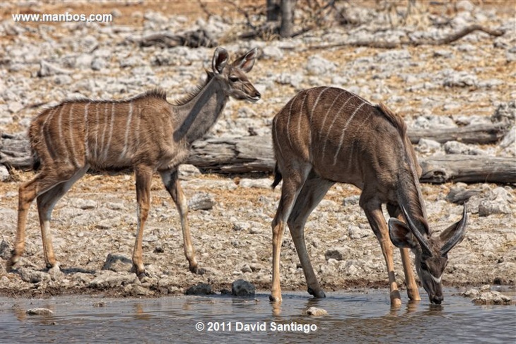 Namibia
Namibia Gran Kudu Tragelaphus Strepsiceros 
Namibia