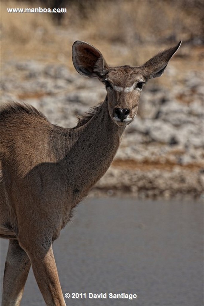 Namibia
Namibia Gran Kudu Tragelaphus Strepsiceros 
Namibia