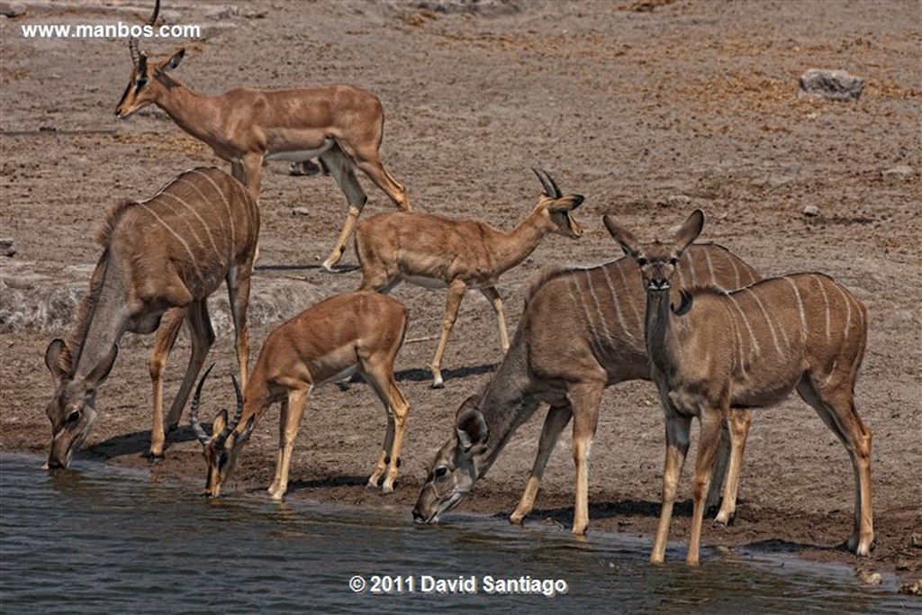 Namibia
Namibia Jirafa  giraffa Camelopardalis 
Namibia