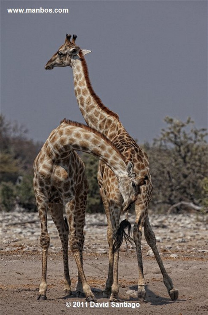 Namibia
Namibia Jirafa  giraffa Camelopardalis 
Namibia