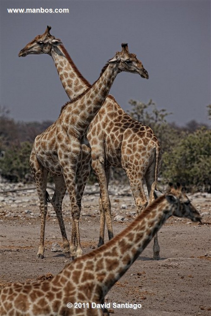 Namibia
Namibia Jirafa  giraffa Camelopardalis 
Namibia