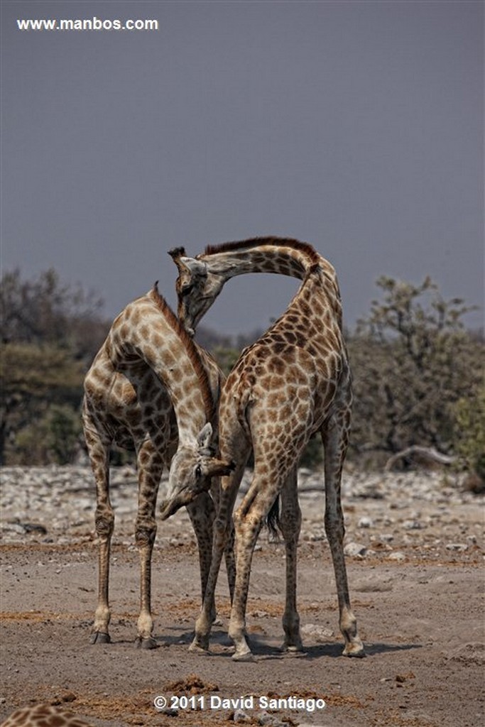 Namibia
Namibia Antidorcas Marsupialis Gacela Saltarina 
Namibia