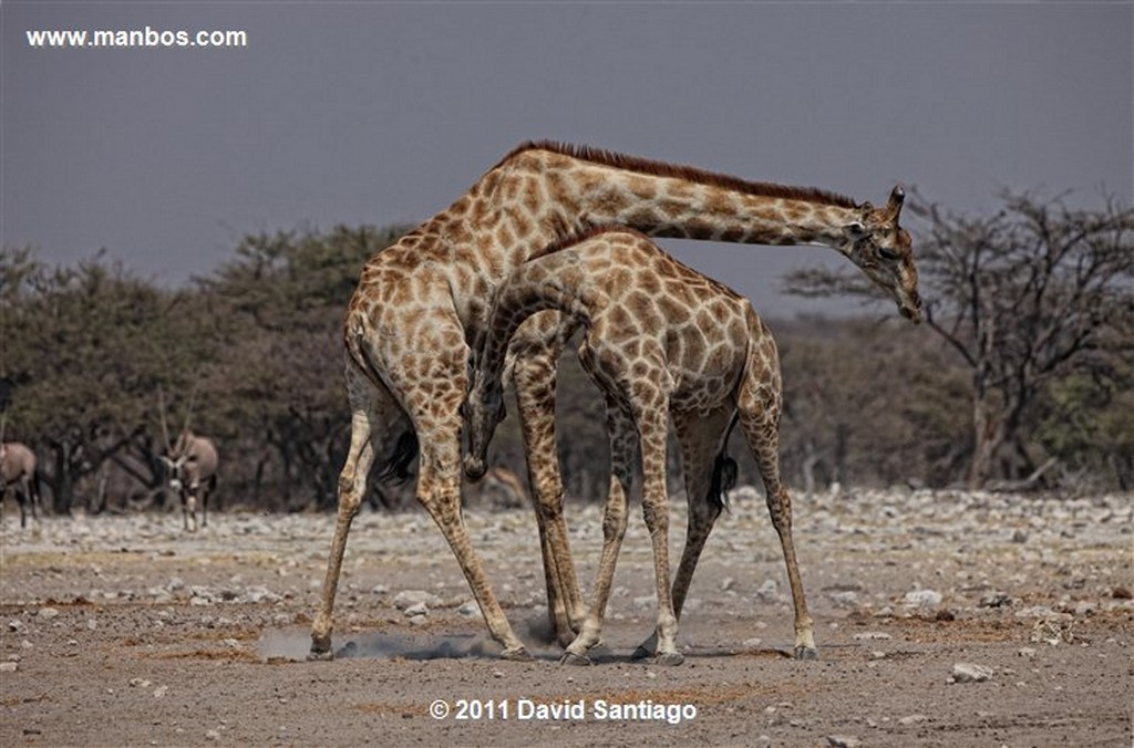 Namibia
Namibia Jirafa  giraffa Camelopardalis 
Namibia