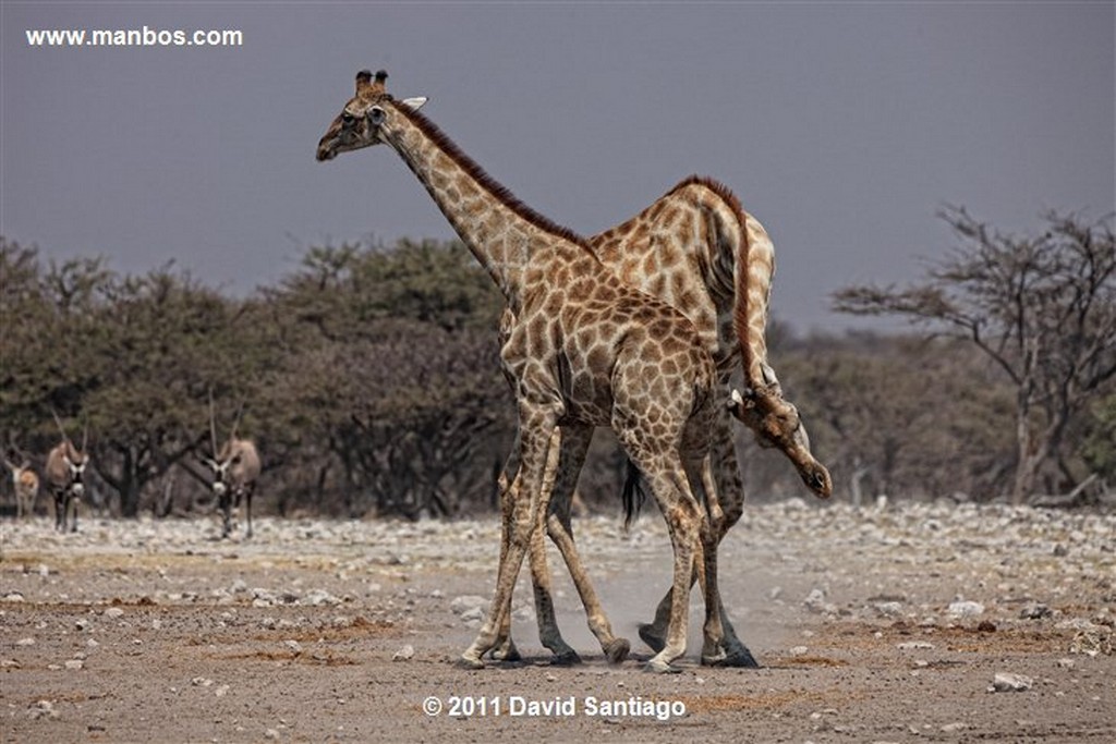 Namibia
Namibia Jirafa  giraffa Camelopardalis 
Namibia