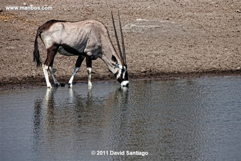 Namibia
Namibia Cebra Equus Burchelli 
Namibia