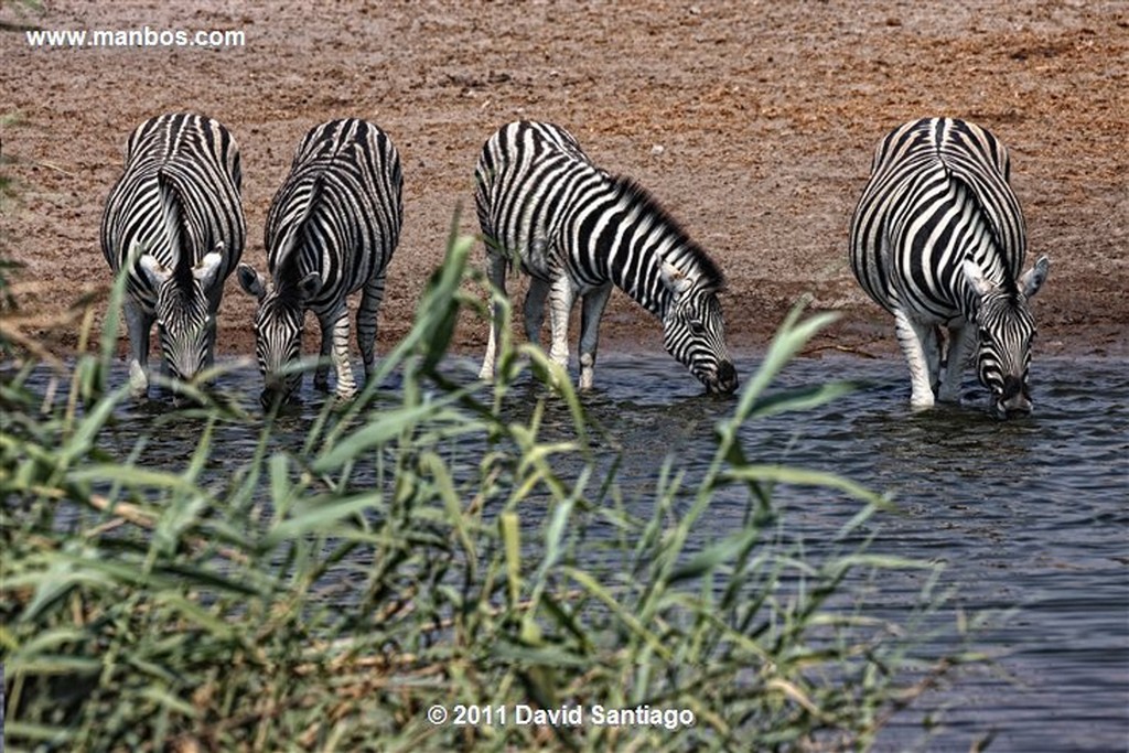 Namibia
Namibia Antilope Oryx  oris Gazella 
Namibia