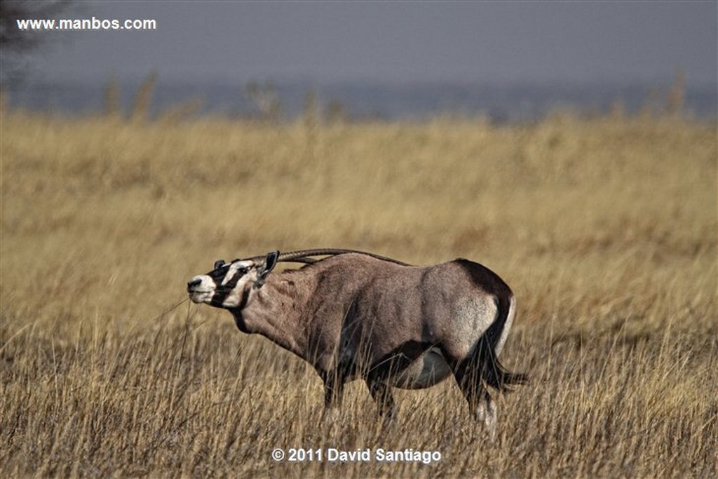 Namibia
Namibia Cebra Equus Burchelli 
Namibia