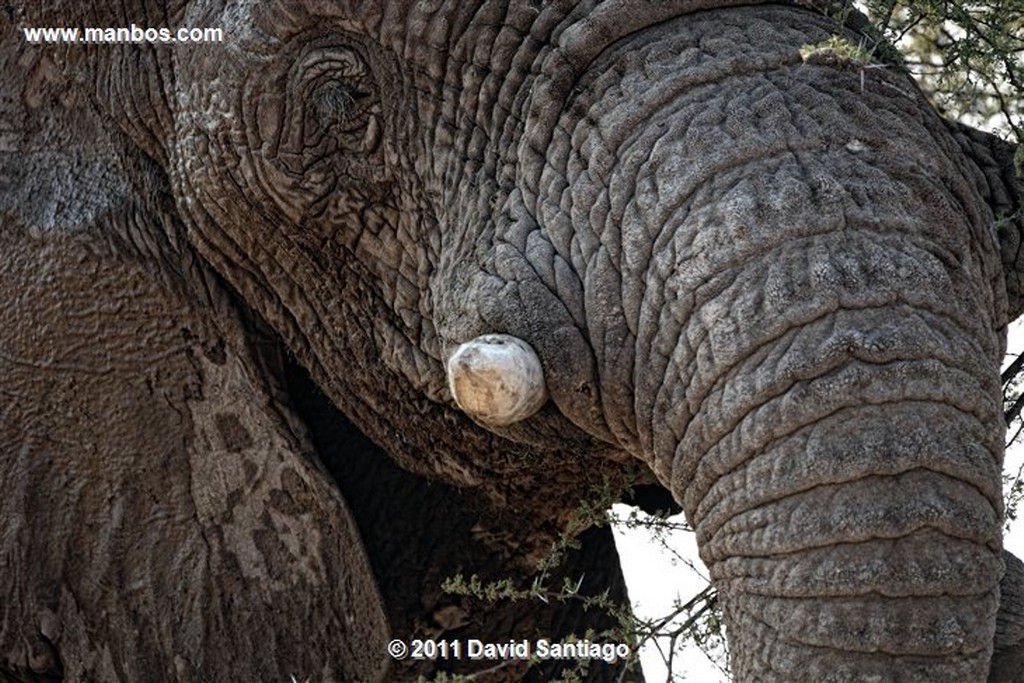 Namibia
Namibia Elefante  african Elephant  loxodonta Africana 
Namibia