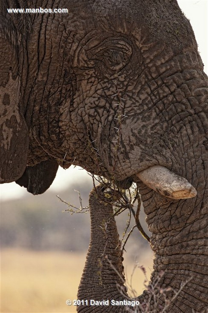 Botswana
Botswana Elefante  african Elephant  loxodonta Africana 
Botswana