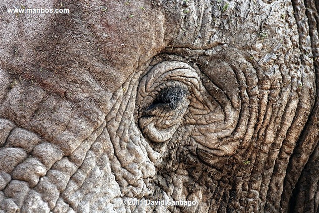 Botswana
Botswana Elefante  african Elephant  loxodonta Africana 
Botswana