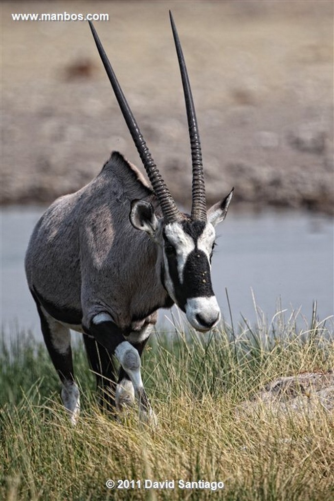 Namibia
Namibia Antilope Oryx  oris Gazella 
Namibia