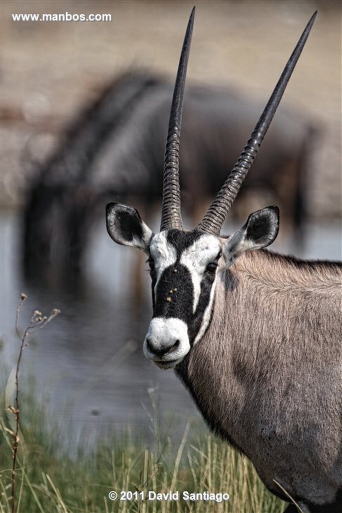 Namibia
Namibia Cebra Equus Burchelli 
Namibia