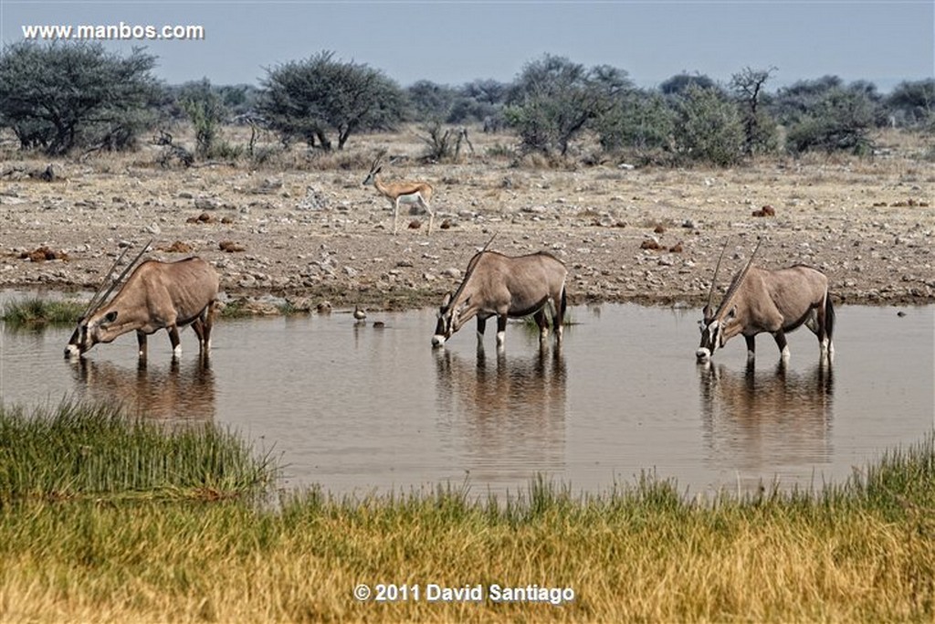 Namibia
Namibia Facoquero Javali Verrugoso  phacochoerus Aethiopicus 
Namibia