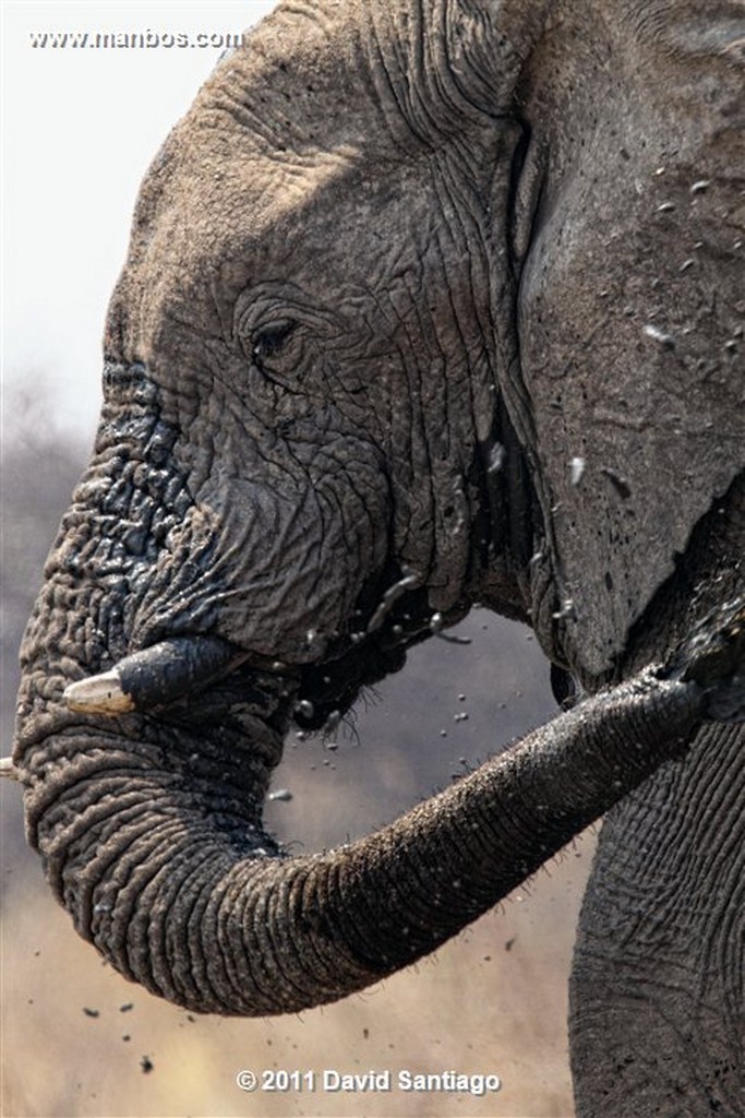 Namibia
Namibia Elefante  african Elephant  loxodonta Africana 
Namibia