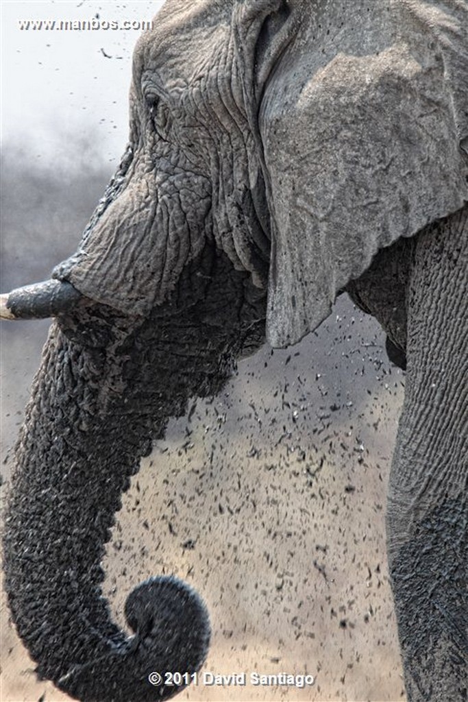 Botswana
Botswana Elefante  african Elephant  loxodonta Africana 
Botswana