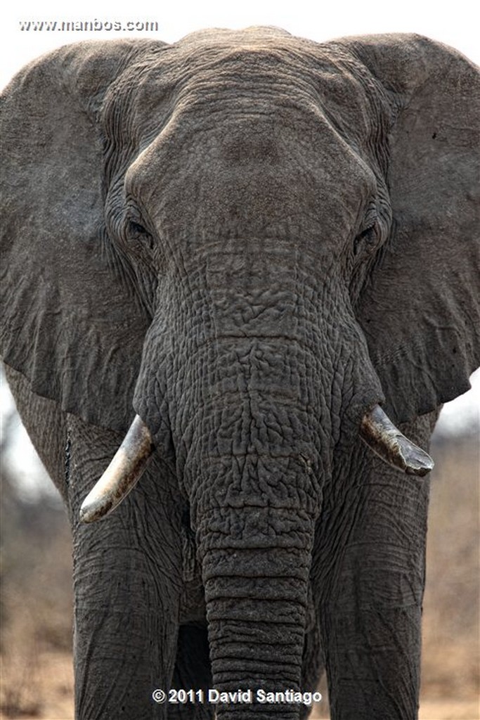 Botswana
Botswana Elefante  african Elephant  loxodonta Africana 
Botswana